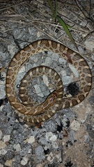 Arizona elegans