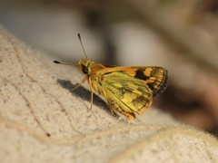 Taractrocera archias