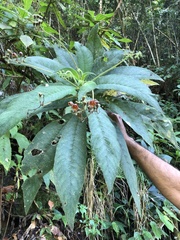 Rhytidophyllum