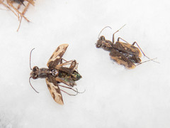 Cylindera confluentesignata