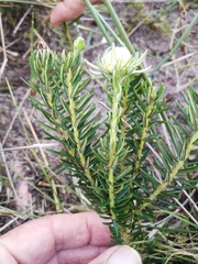 Phylica dodii