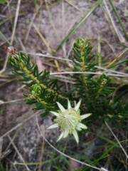 Phylica dodii