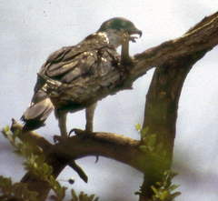 Aquila spilogaster image
