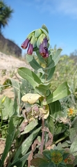 Cerinthe major purpurascens