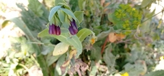 Cerinthe major purpurascens