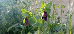 Cerinthe major purpurascens