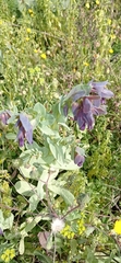 Cerinthe major purpurascens