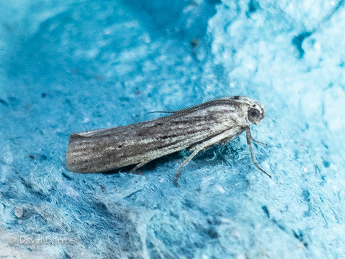 Amphithrix, 2019-05-20