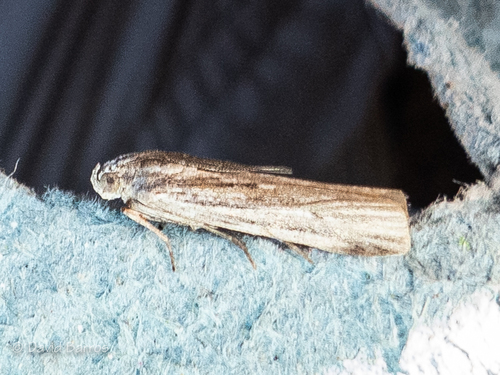 Amphithrix, 2019-05-20