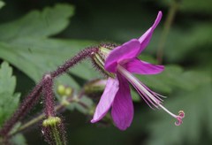 Geranium reuteri