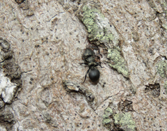 Cephalotes pusillus