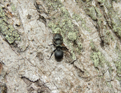 Cephalotes pusillus