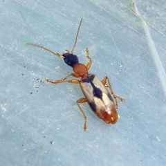 Demetrias imperialis