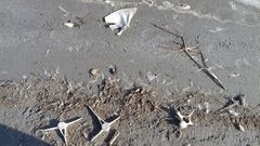 Phocoena phocoena