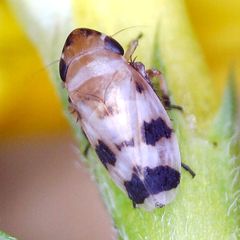 Anoscopus serratulae
