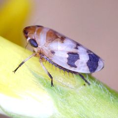 Anoscopus serratulae