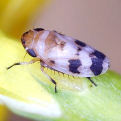 Anoscopus serratulae
