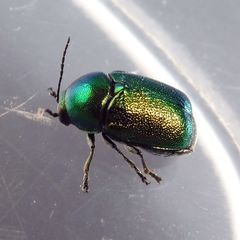 Cryptocephalus aureolus