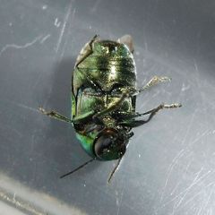 Cryptocephalus aureolus