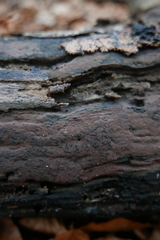 Cryptostroma corticale