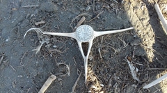Phocoena phocoena