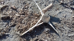 Phocoena phocoena