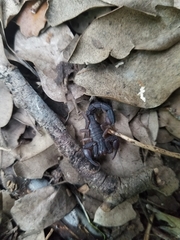 Pseudouroctonus reddelli