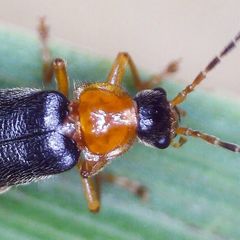 Cantharis nigra