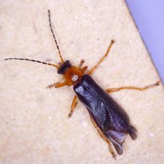 Cantharis nigra