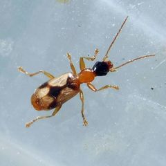 Demetrias imperialis