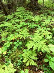Dryopteris amurensis