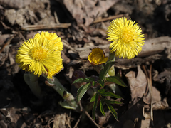 Tussilago farfara
