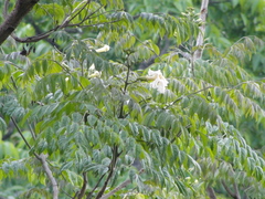 Radermachera sinica