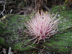 Massonia pustulata