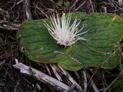Massonia pustulata