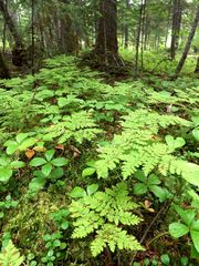Dryopteris amurensis