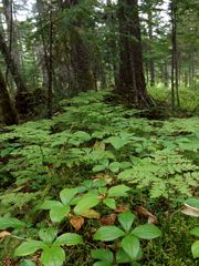 Dryopteris amurensis