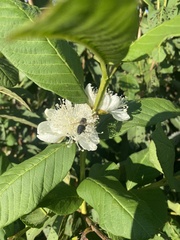 Apis mellifera unicolor