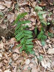 Dryopteris affinis borreri