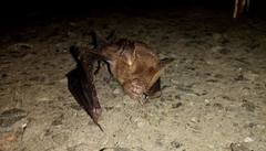 Hipposideros armiger terasensis