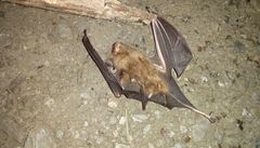Hipposideros armiger terasensis