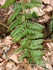 Dryopteris affinis borreri