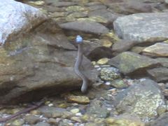 Thamnophis hammondii