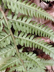 Dryopteris affinis borreri