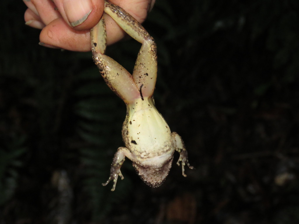 Robber Frog
