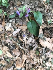 Pulmonaria vallarsae