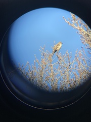 Mimus polyglottos