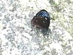 Papilio paradoxa