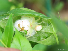 Misumenops callinurus