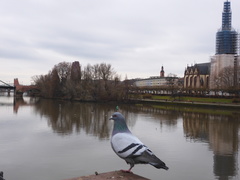 Columba livia domestica